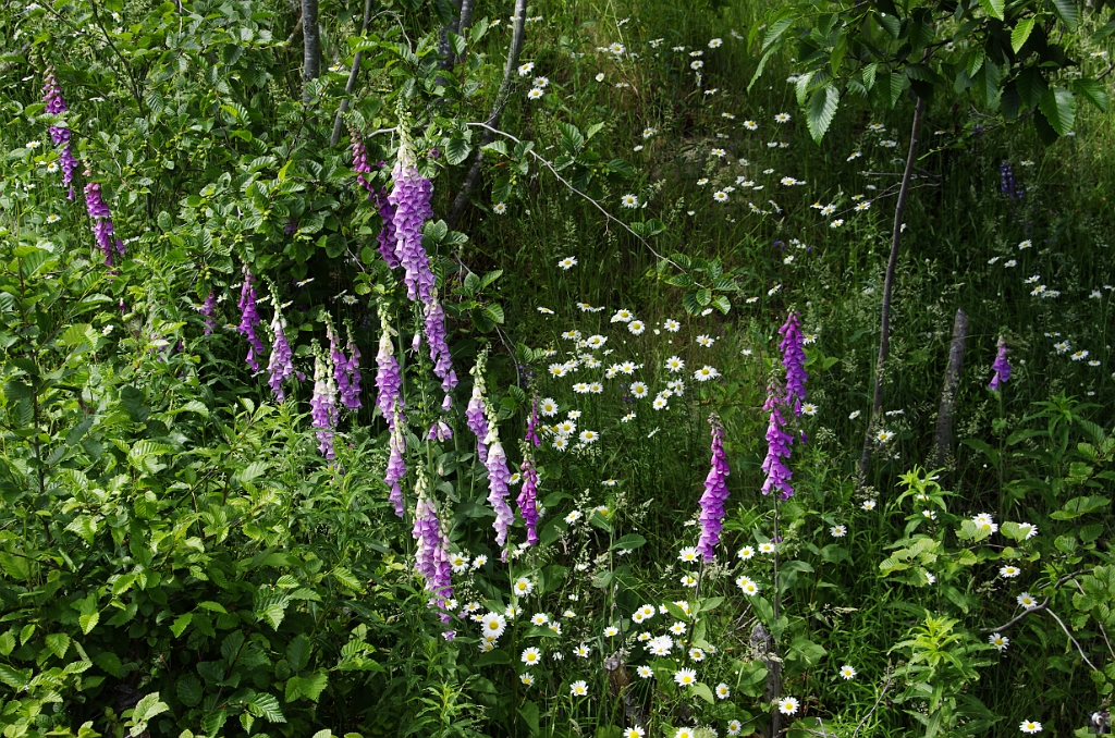 Digitalis purpurea_3.JPG - Digitalis purpurea
